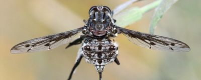 Photo of a long-tongued fly