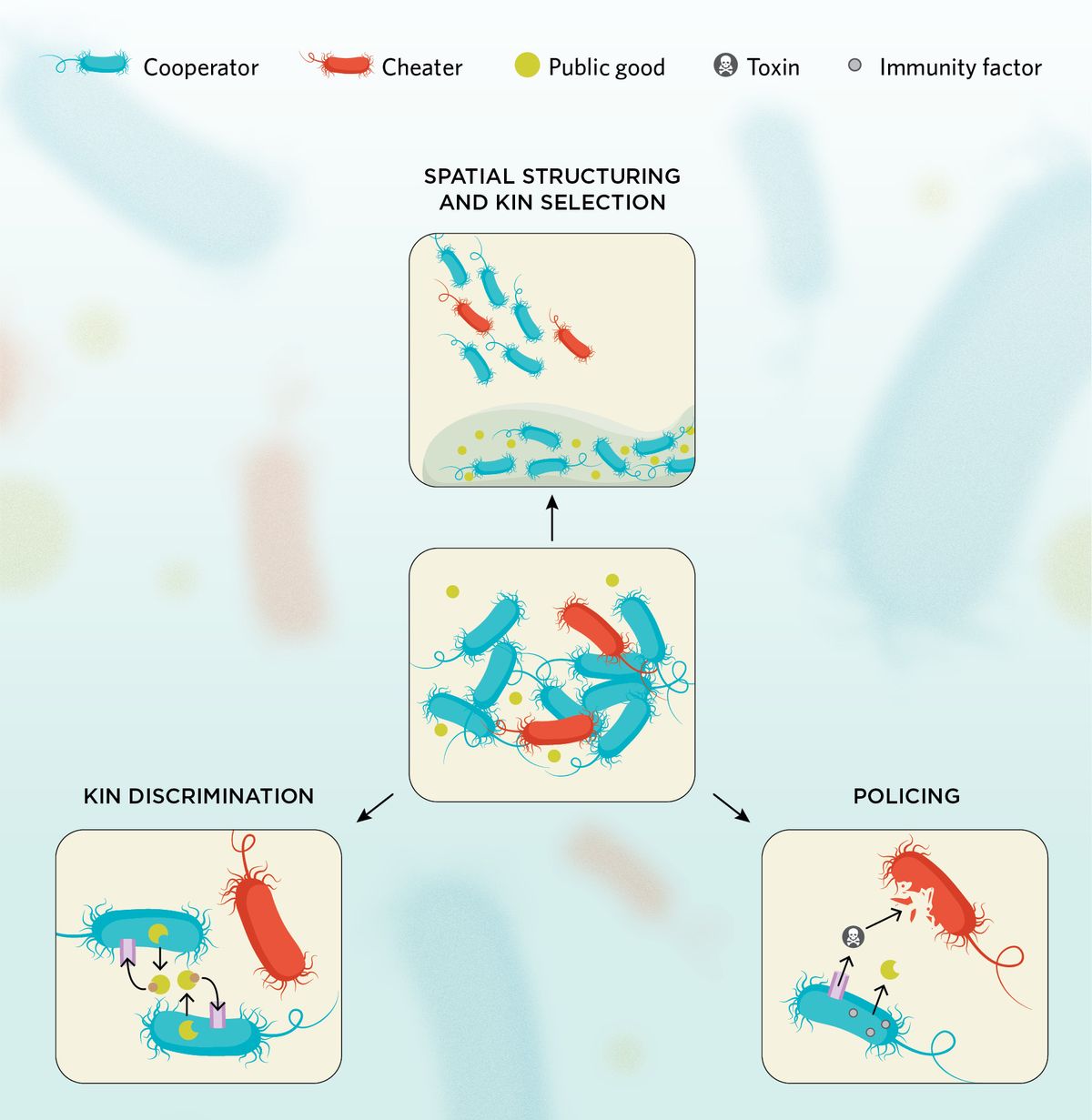 Infographic showing strategies used by cooperators to curb the cheater population in a bacterial community