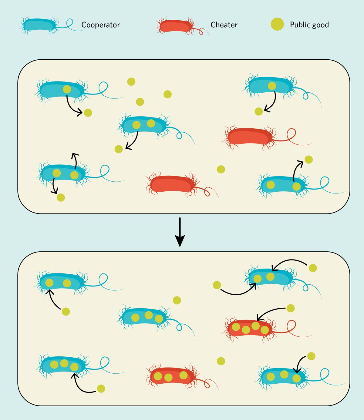 Infographic showing how bacterial cheaters benefit from cooperators in bacterial communities