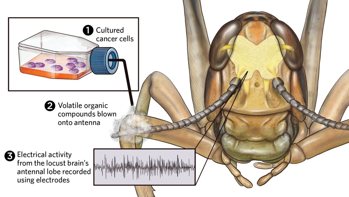 Infographic showing how scientists hack the locust brain to identify the unique odor signatures of oral cancers