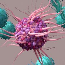 Dendritic Cell activate T cells, trigger immune responses, they are responsible of cells protection of the body.