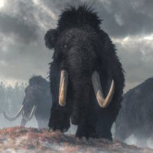 Mammoth Extinction
