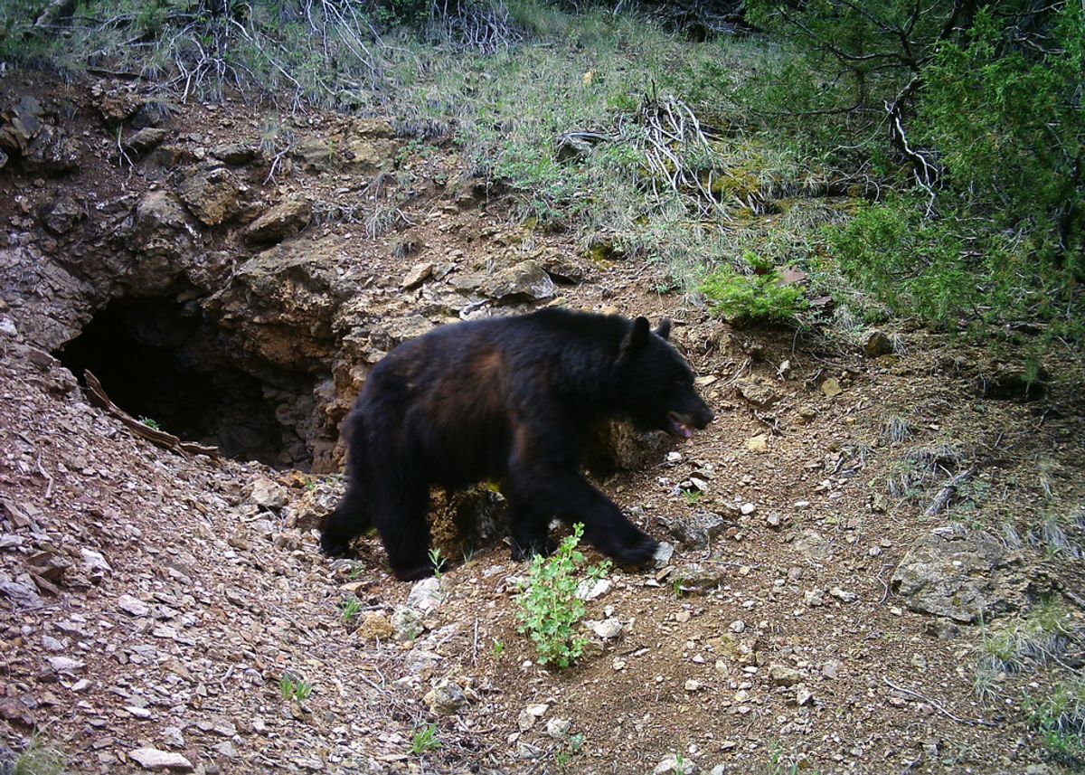 Photo of a bear leaving the mine