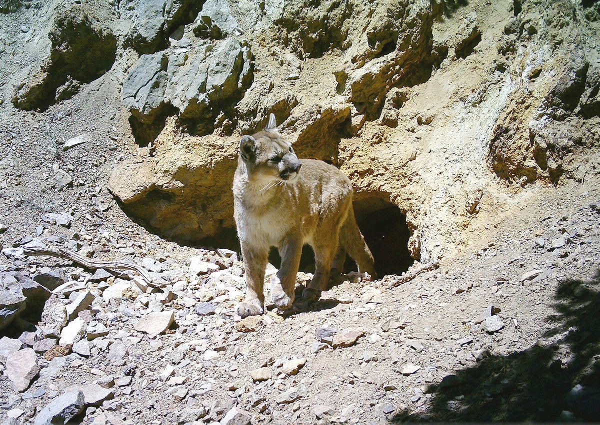 Cougar leaving a mine entrance 