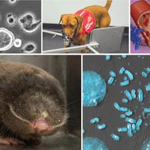 A compilation of several images, including a dog, a blind mole rat, and cell micrographs