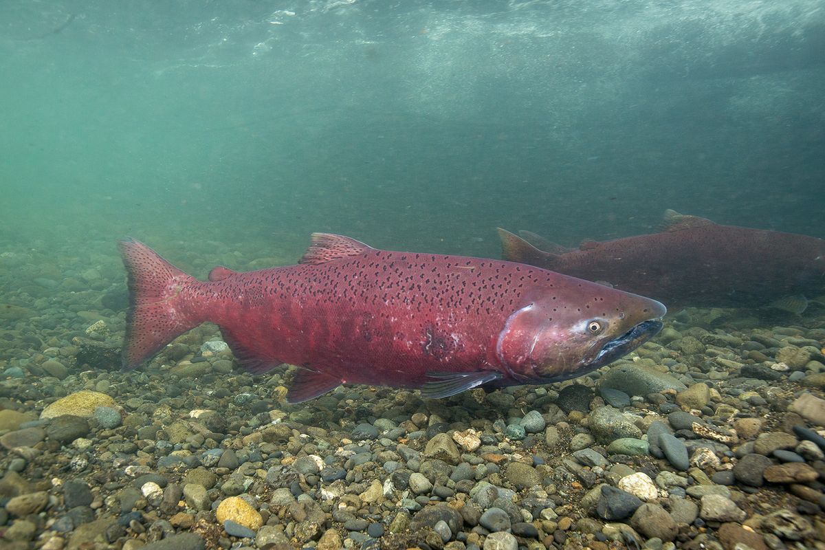 Photo of salmon underwater