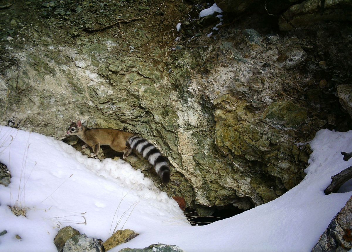 Ringtail captured on camera outside of mines in the mountains of Colorado