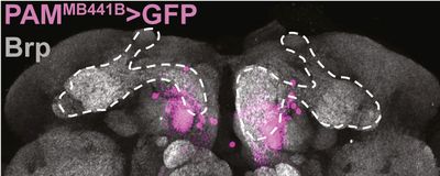 Image of the fly brain (grey) highlighting the population of neurons (pink) to which the gut-secreted peptide CCHa1 signals