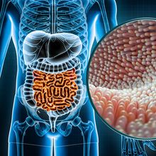 3D rendered illustration of the human gastrointestinal tract with an inset close up of the epithelium.
