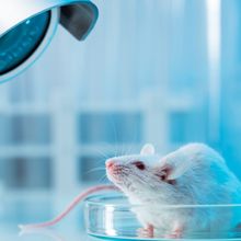 Learn What to Keep in Mind When Creating Transgenic Rodent Models