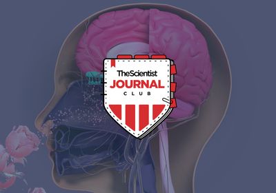 <em >The Scientist</em>&rsquo;s Journal Club: Olfaction and the Brain