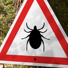 A triangular sign affixed to a tree displaying the silhouette of a tick.