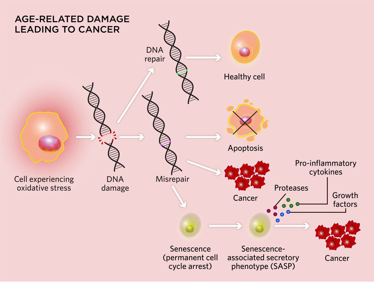 Infographic depicting age-related factors that can lead to cancer. The example centers around a cell experiencing oxidative stress that undergoes DNA damage. If the DNA is misrepaired, the cell can undergo apoptosis, become cancerous, or become senescent. Senescent cells can express the senescence-associated phenotype (SASP), where they secrete substance such as pro-inflammatory cytokines, proteases, and growth factors that can turn cells cancerous.