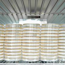 Stacks of bacterial agar plates on a shelf in a laboratory incubator.