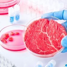 Meat sample in open disposable plastic cell culture dish in modern laboratory or production facility.
