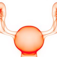 Female reproductive System Anatomy stock photo