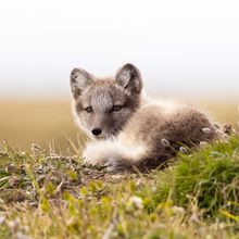 A young arctic fox on green grass