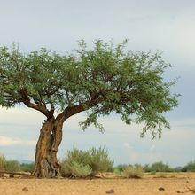 A mesquite tree in an arid environment