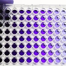 A 96-well microplate containing serial dilutions of stained samples.