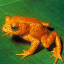 An orange toad perched on a leaf