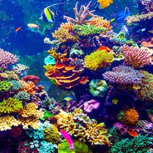 Image of coral reef