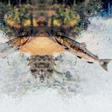 A California Chinook Salmon Jumps into a waterfall during spawning season