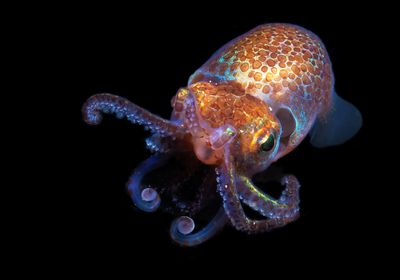 Hawaiian Bobtail squid