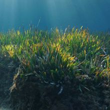 Natural sunbeams underwater through water surface in the Mediterranean sea on a seabed with neptune grass, Catalonia, Roses, Costa Brava, Spain