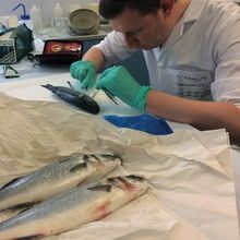 Thomas Clements dissects fish