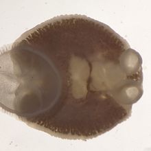 A monogenean flatworm