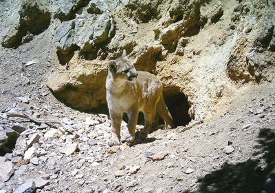 Cougar leaving the mine entrance