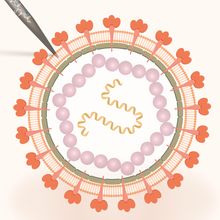 Illustration of virus with needle puncturing membrane