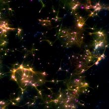 Microscope image of interconnected neurons, which appear as colorful starbursts of light.