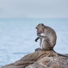 Photo of a long-tailed macaque (Macaca fascicularis) sitting on a rock overlooking a large body of water.