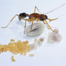 A black and brown ant stands over various sizes of whitish purple, oval shaped larvae and yellow, oblong eggs