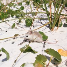 A white deer mouse on sand surrounded by plants