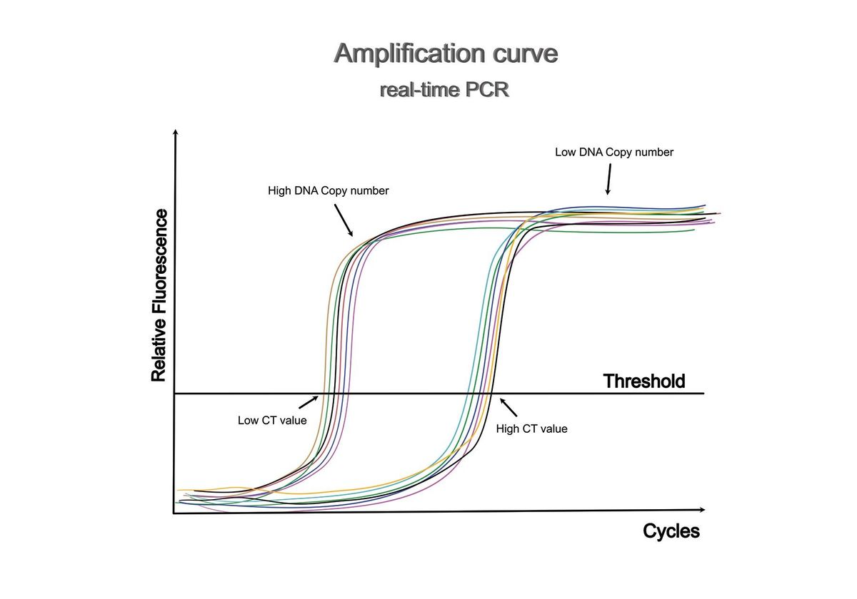 The amplification curve of a real-time PCR experiment indicated the correlation between high or low DNA concentration and cycle threshold (Ct) value for research and diagnosis use.
