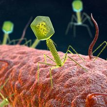 Bacteriophage (green) attacking a bacterium (orange)