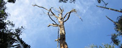 An image of a pale, dead tree taken from the ground, so that the tree limbs stretch up into the sky.