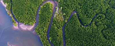 Aerial view Mangrove forest and canal through the forest.