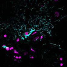Lipofuscin autofluorescence was quenched using TrueBlack&reg;, allowing effective visualization of glial cells (GFAP antibody stain, cyan) and cell nuclei (magenta) in human cerebral cortex cryosections.