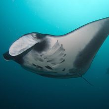 Giant manta ray swimming