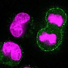 Magenta (DNA) and green (lysosome) fluorescent markers indicate that cells eject waste products from the cell before late mitosis.
