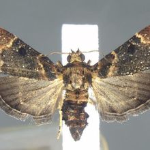 large brown moth