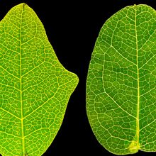 A lobed leaf next to a rounded leaf, both from the same Boquila trifoliolata vine