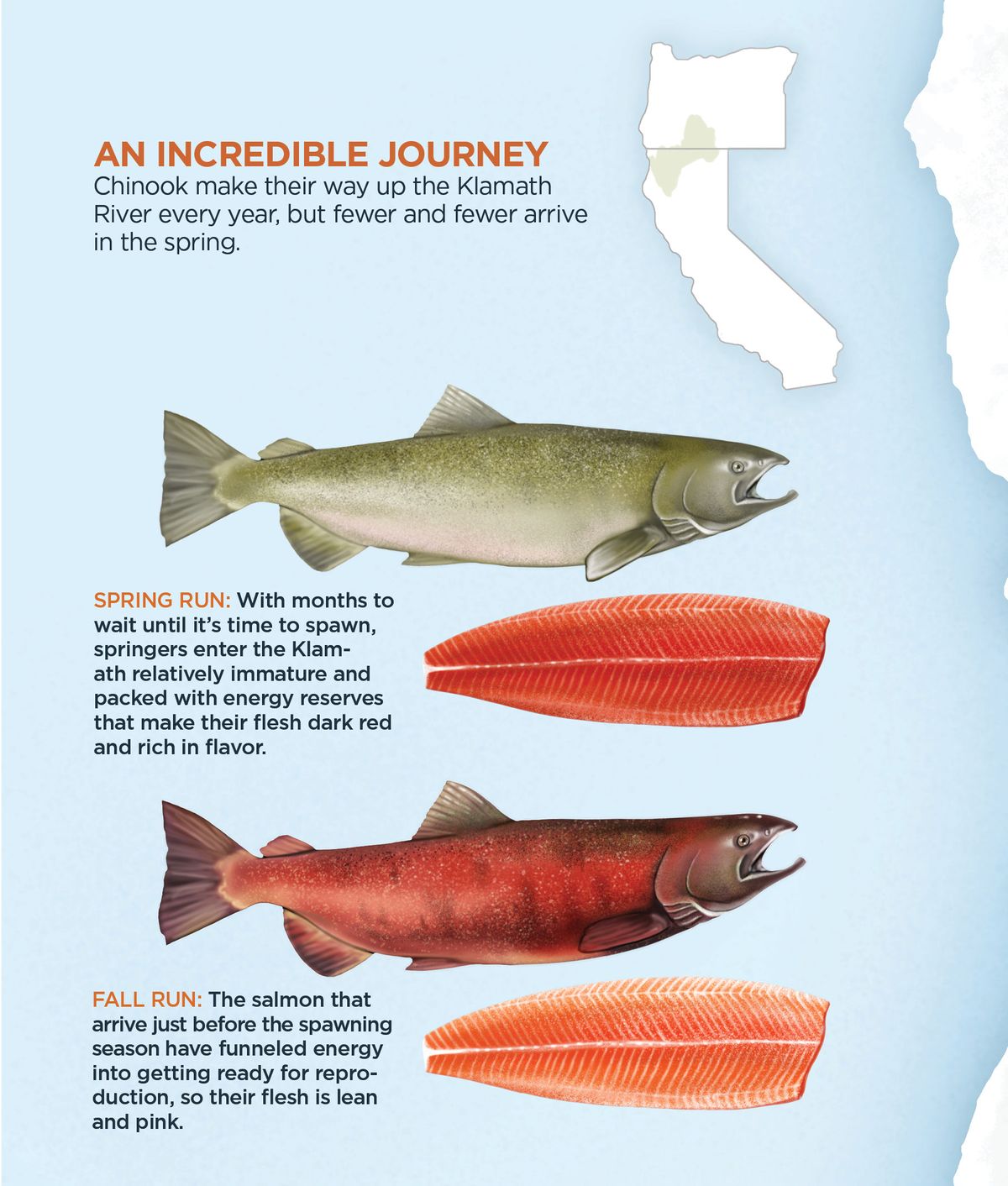 Infographic showing the difference between spring and fall salmon