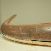 Close up of mastodon tusk