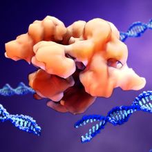 An orange CRISPR Cas 9 enzyme cutting DNA
