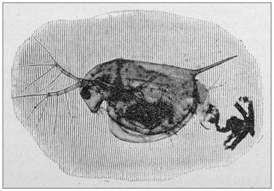 a round water flea is illustrated in black and white on a striated background