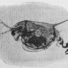 a round water flea is illustrated in black and white on a striated background